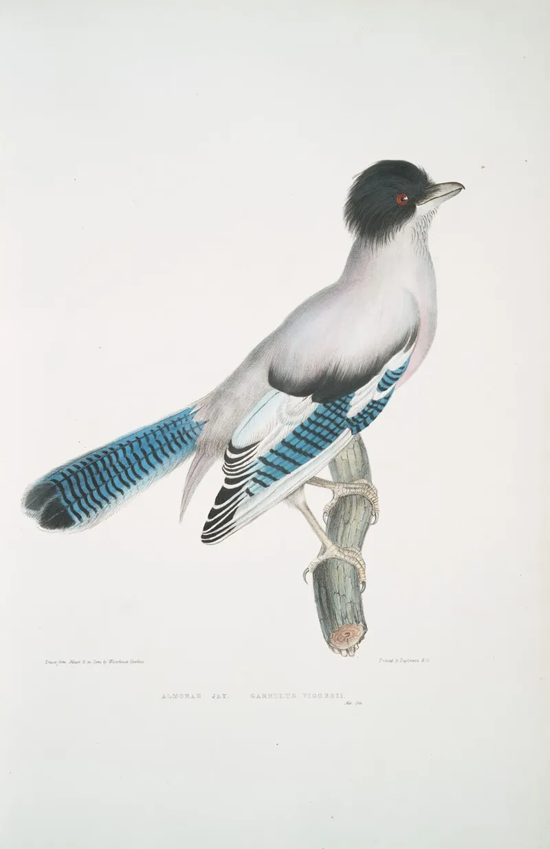 Almorah Jay Garrulus Vigorsii
