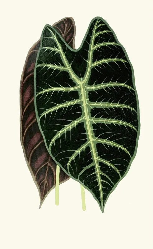 Alocasia Lowii Wall Art by Edward Joseph Lowe - High-Resolution Digital Print