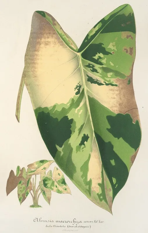 Alocasia Macrorrhiza Var Foliis Variegatis Wall Art by Charles Antoine Lemaire - High-Resolution Digital Print