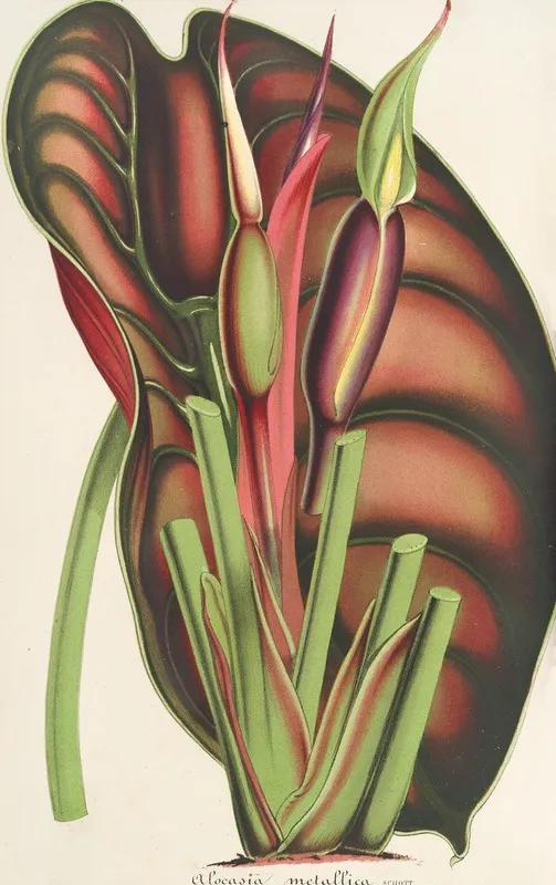 Alocasia Metallica Wall Art by Charles Antoine Lemaire - High-Resolution Digital Print
