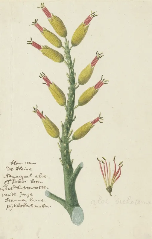 Aloe Dichotoma Masson Quiver Tree Or Kokerboom Wall Art by Robert Jacob Gordon - High-Resolution Digital Print
