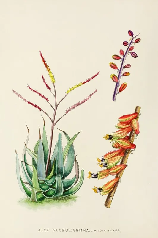 Aloe Globuligemma Wall Art by Illtyd Buller Pole-Evans - High-Resolution Digital Print