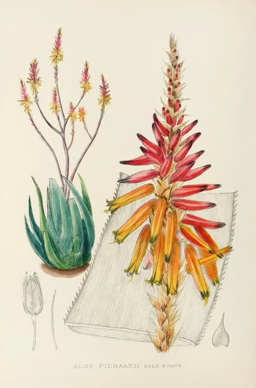 Aloe Pienaarii Wall Art by Illtyd Buller Pole-Evans - High-Resolution Digital Print