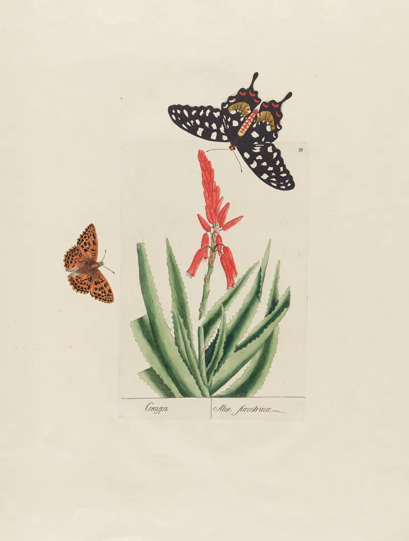 Aloe Succotrina Wall Art by Petr Martynovich Gofman - High-Resolution Digital Print