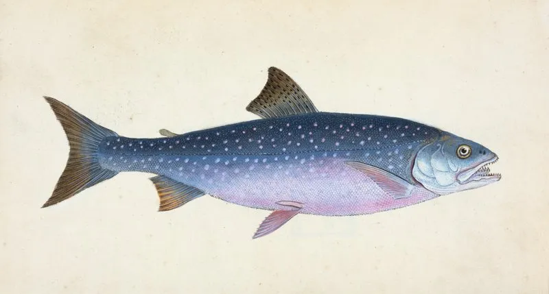Alpine Charr Salmo Alpinus Wall Art by Edward Donovan - High-Resolution Digital Print