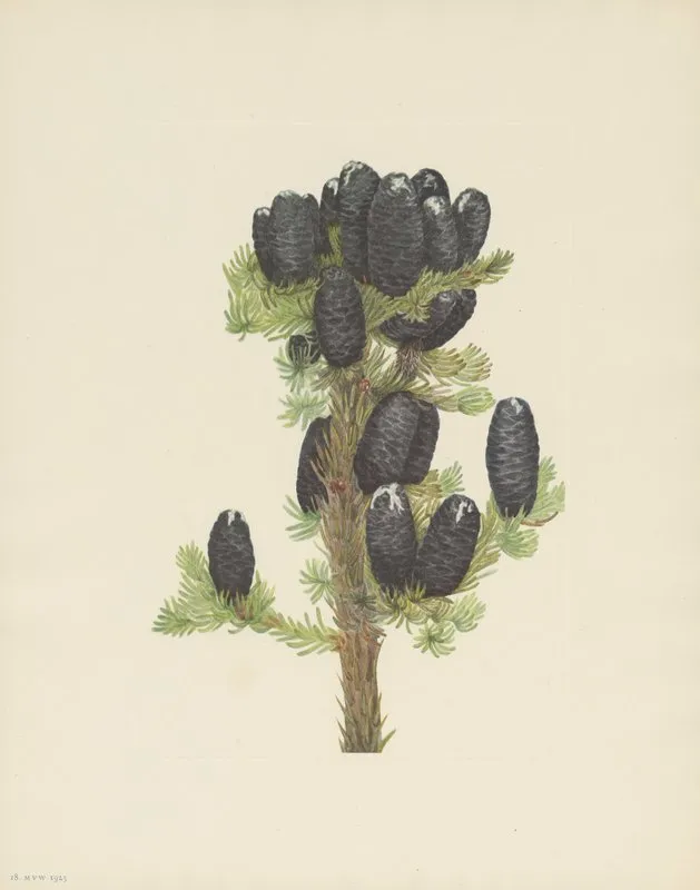 Alpine Fir Abies Lasiocarpa 3