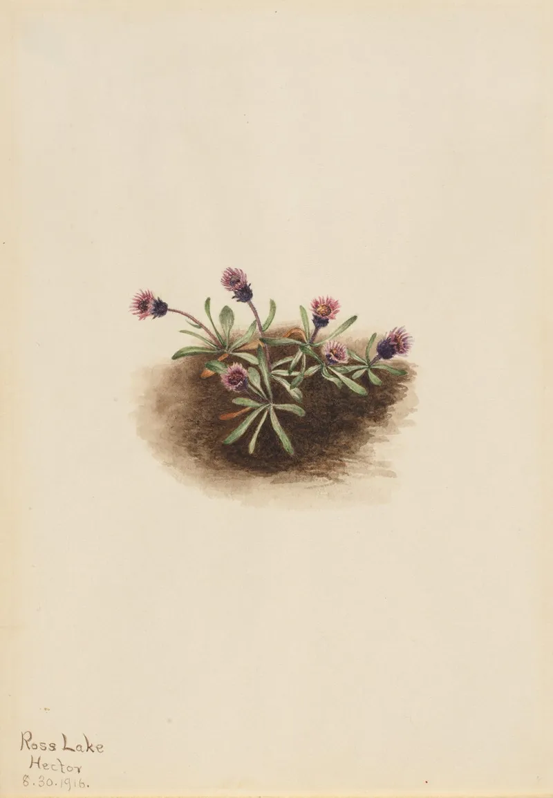Alpine Fleabane Erigeron Unalaschcensis