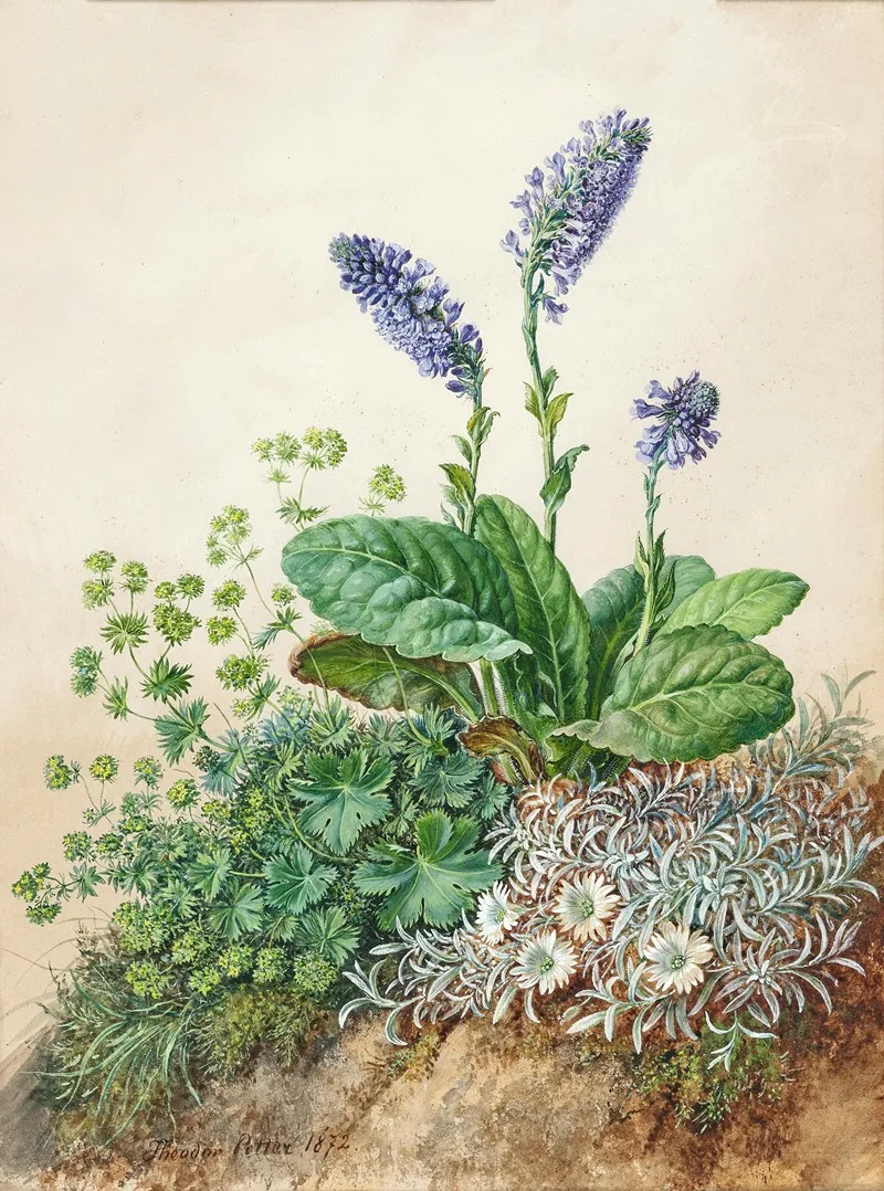 Alpine Flowers 6 Wall Art by Theodor Petter - High-Resolution Digital Print
