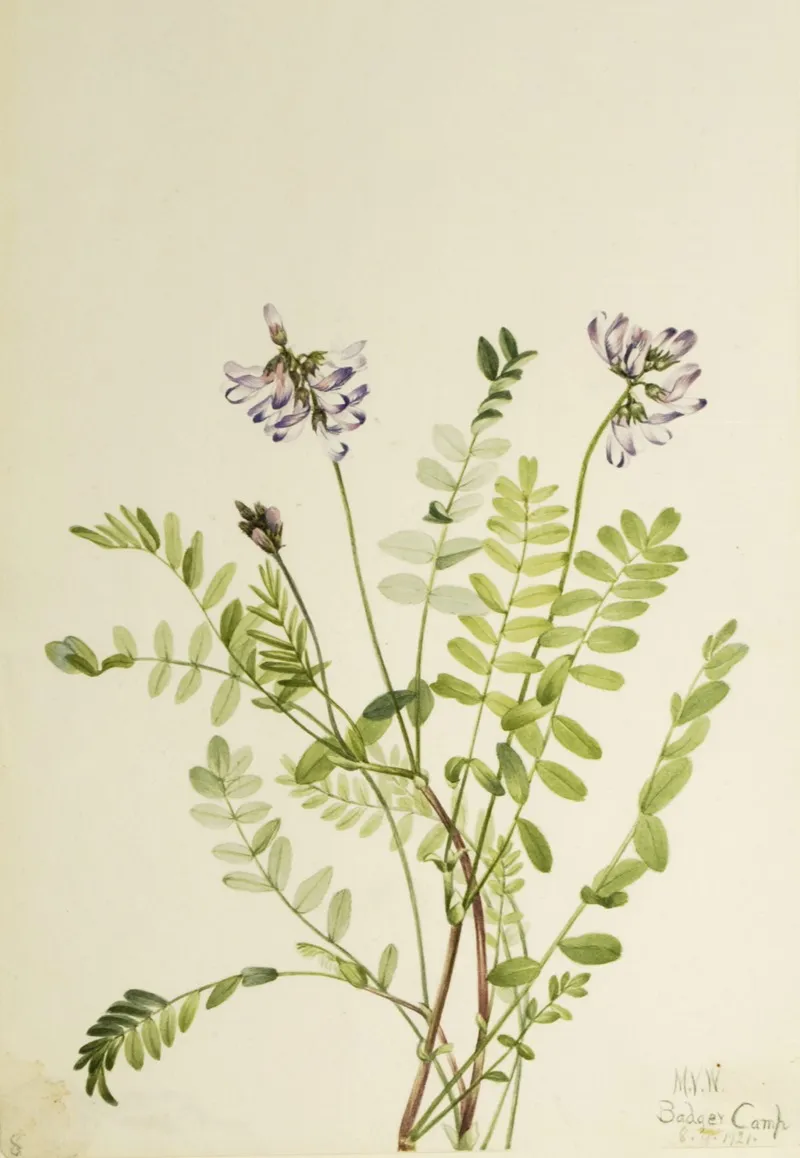 Alpine Milkvetch Astragalus Alpinus 2