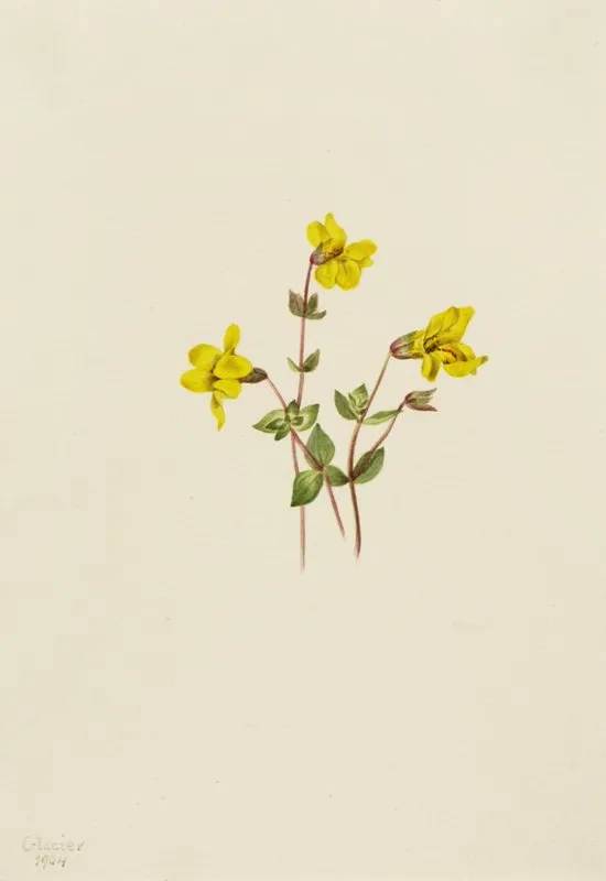 Alpine Monkey Flower Mimulus Caespitosus