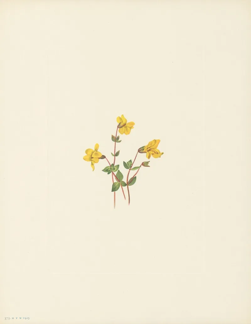 Alpine Monkeyflower Mimulus Caespitosus 2