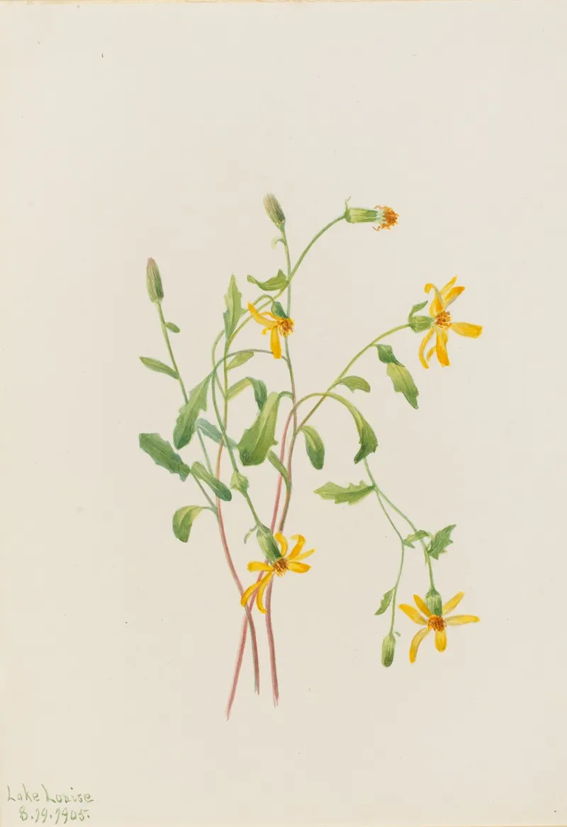 Alpine Ragwort Senecio Species