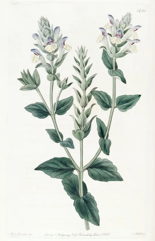 Alpine Scutellaria Wall Art by Sydenham Edwards - High-Resolution Digital Print