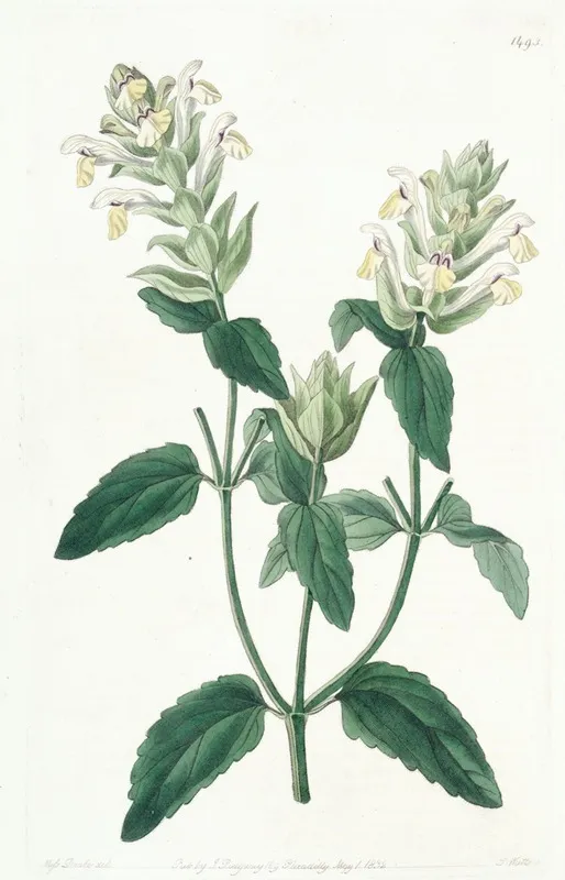 Alpine Scuttellaria Wall Art by Sydenham Edwards - High-Resolution Digital Print