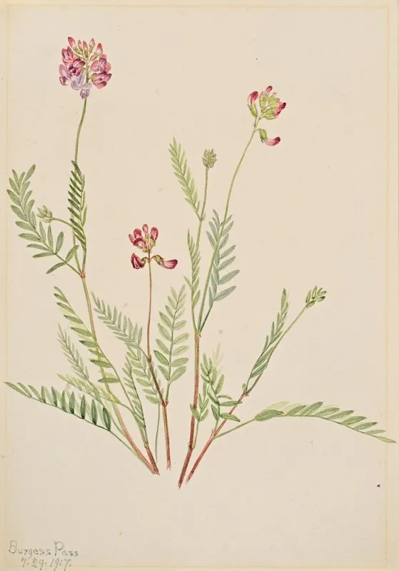 Alpine Vetch Astragalus Bourgovii