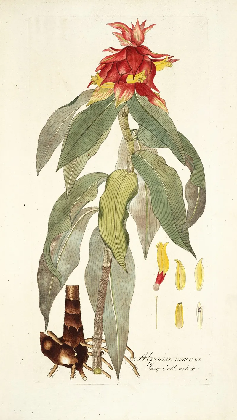 Alpinia Comosa Wall Art by Nikolaus Joseph Freiherr von Jacquin - High-Resolution Digital Print