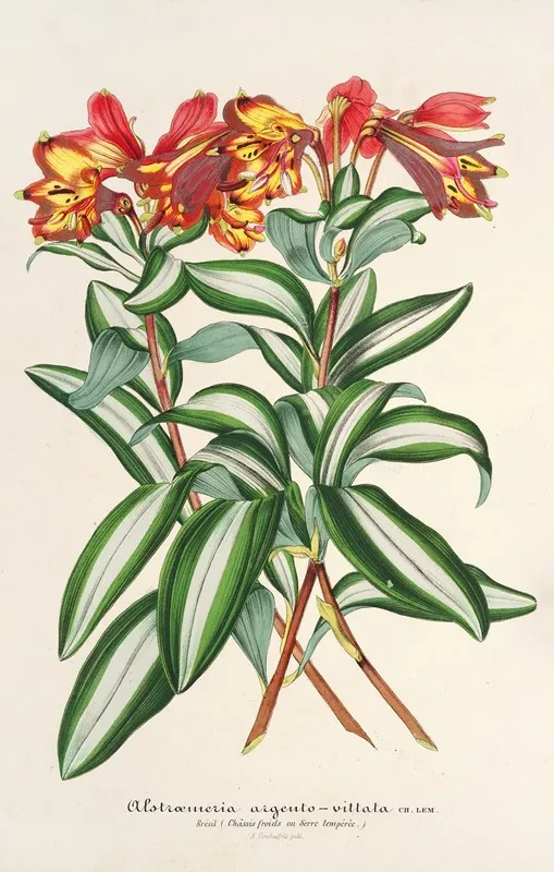 Alstraemeria Argento Vittata Wall Art by Charles Antoine Lemaire - High-Resolution Digital Print