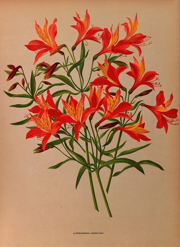 Alstroemeria Aurantiaca Wall Art by Arentina Hendrica Arendsen - High-Resolution Digital Print