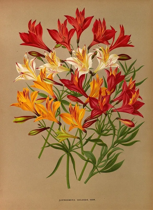 Alstroemeria Chilensis Varr Wall Art by Arentina Hendrica Arendsen - High-Resolution Digital Print