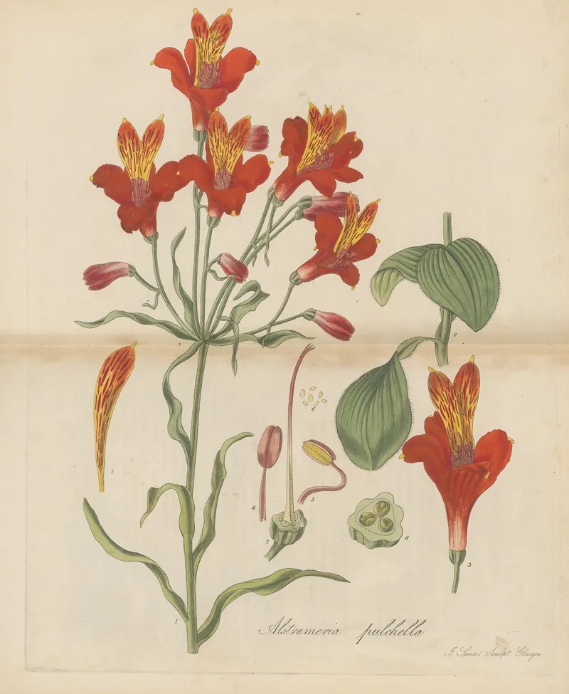 Alstroemeria Pulchella Wall Art by William Jackson Hooker - High-Resolution Digital Print