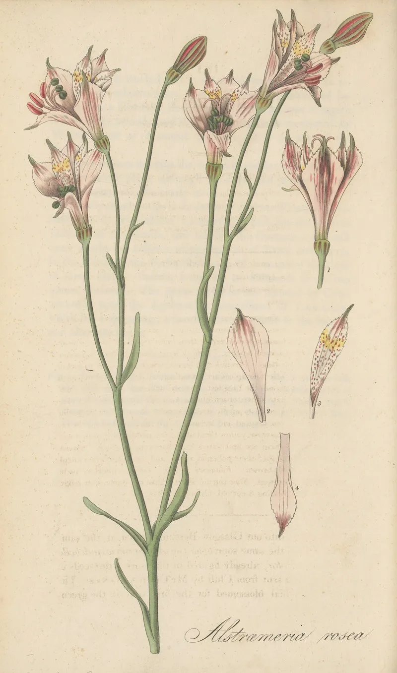 Alstroemeria Rosea Wall Art by William Jackson Hooker - High-Resolution Digital Print