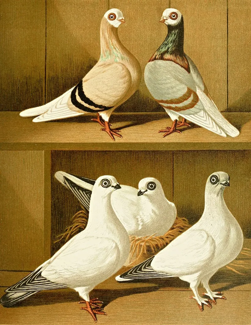 Alt Preussische Weisskopf Tummler Wall Art by Gustav Prütz - High-Resolution Digital Print