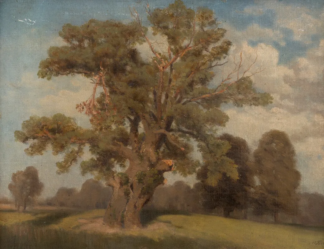 Alter Baum In Der Krieau
