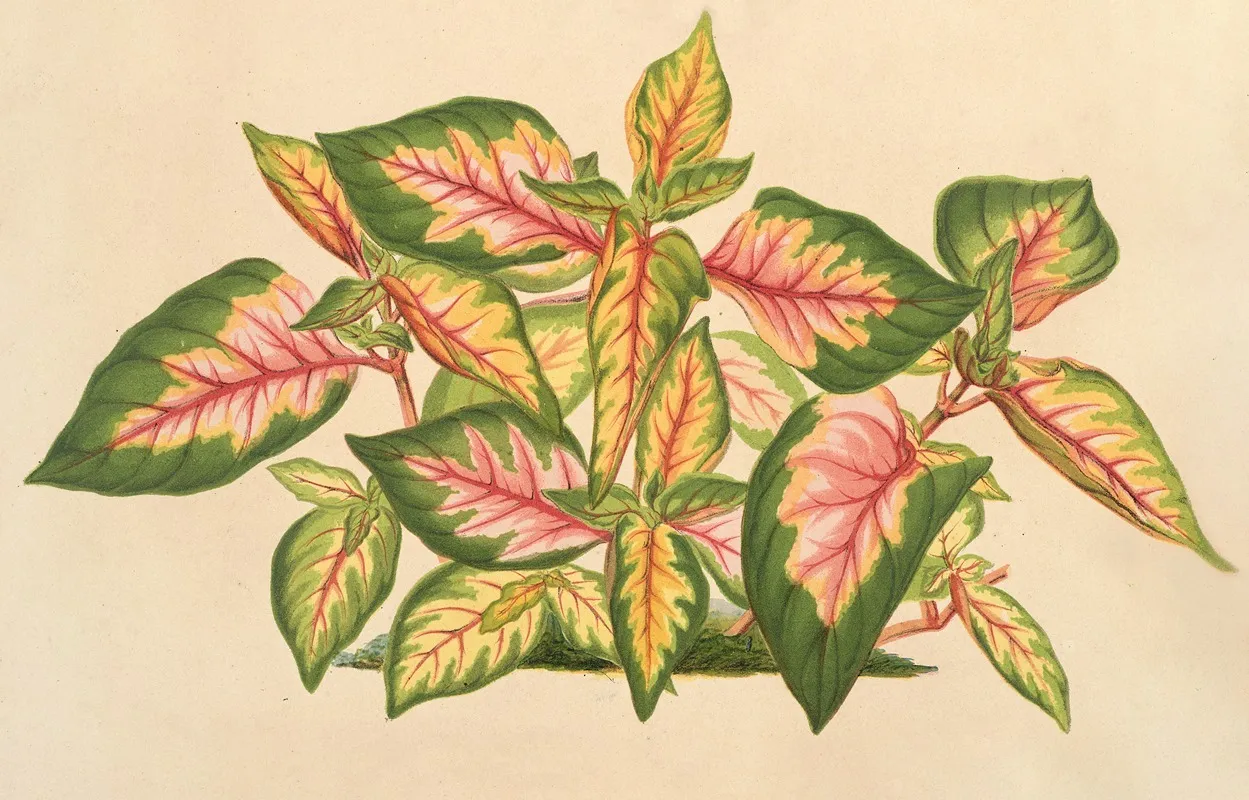 Alternanthera Amabilis Tricolor Wall Art by Charles Antoine Lemaire - High-Resolution Digital Print