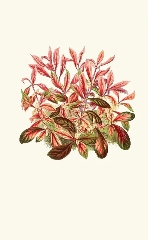 Alternanthera Sessilis Wall Art by Edward Joseph Lowe - High-Resolution Digital Print