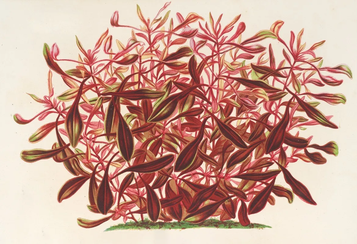 Alternanthera Spathulata Wall Art by Charles Antoine Lemaire - High-Resolution Digital Print