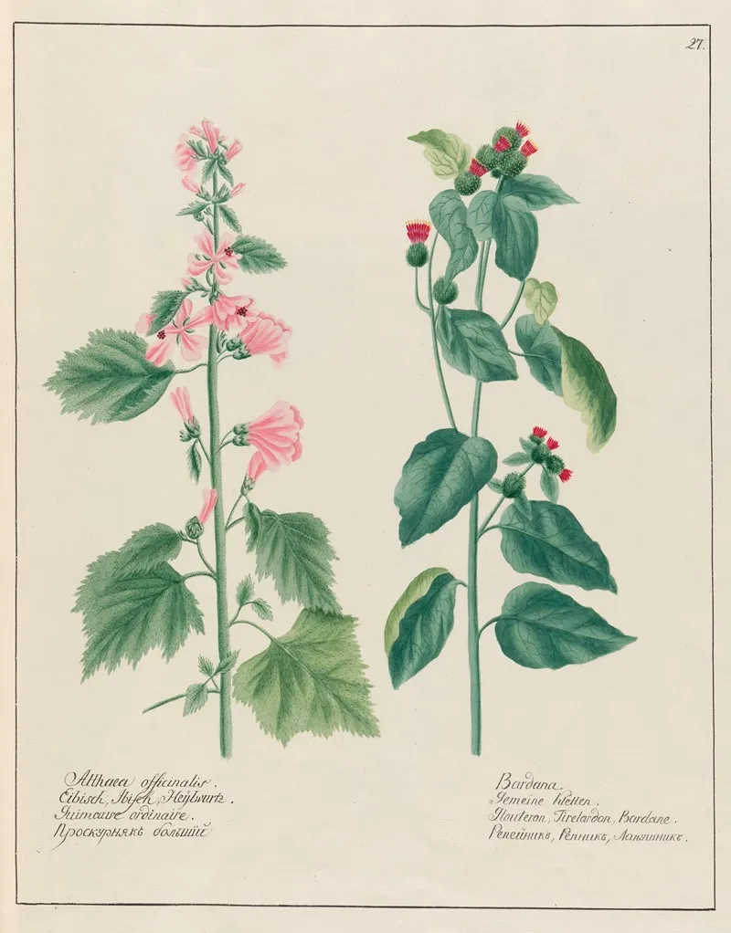 Althaea Officinalis And Bardana Wall Art by Petr Martynovich Gofman - High-Resolution Digital Print