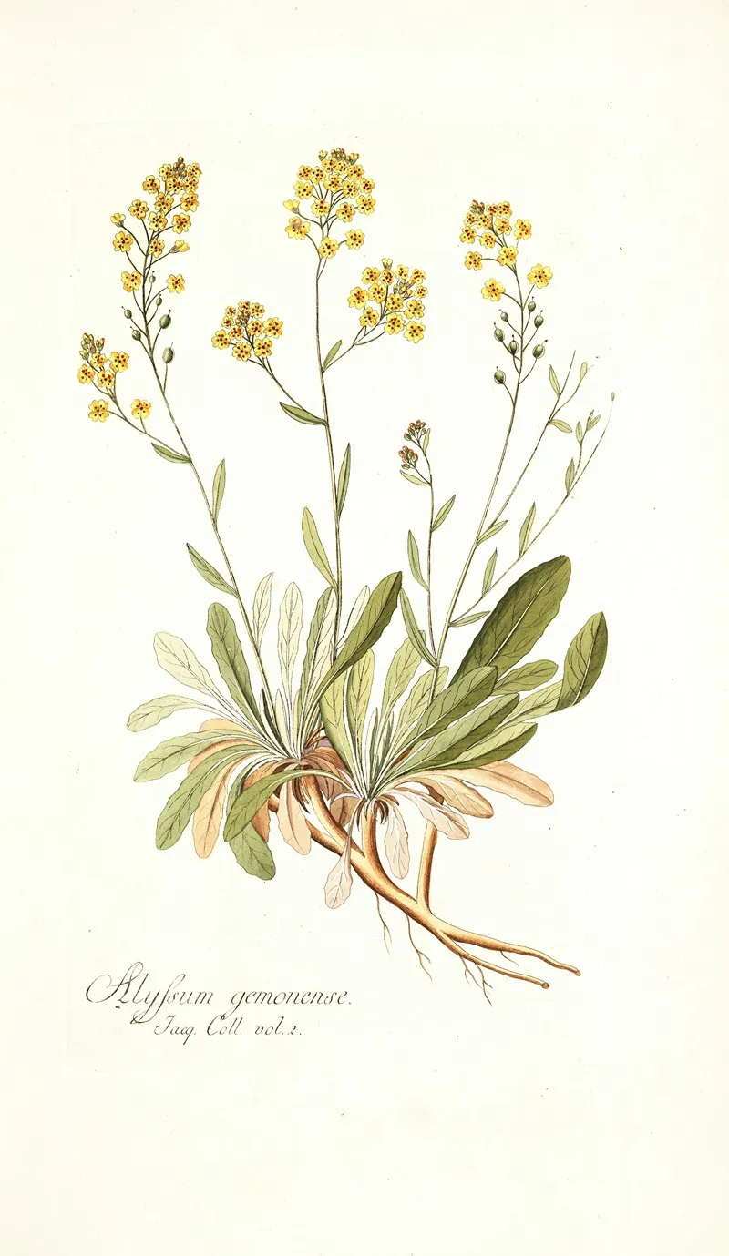 Alyssum Gemonense Wall Art by Nikolaus Joseph Freiherr von Jacquin - High-Resolution Digital Print