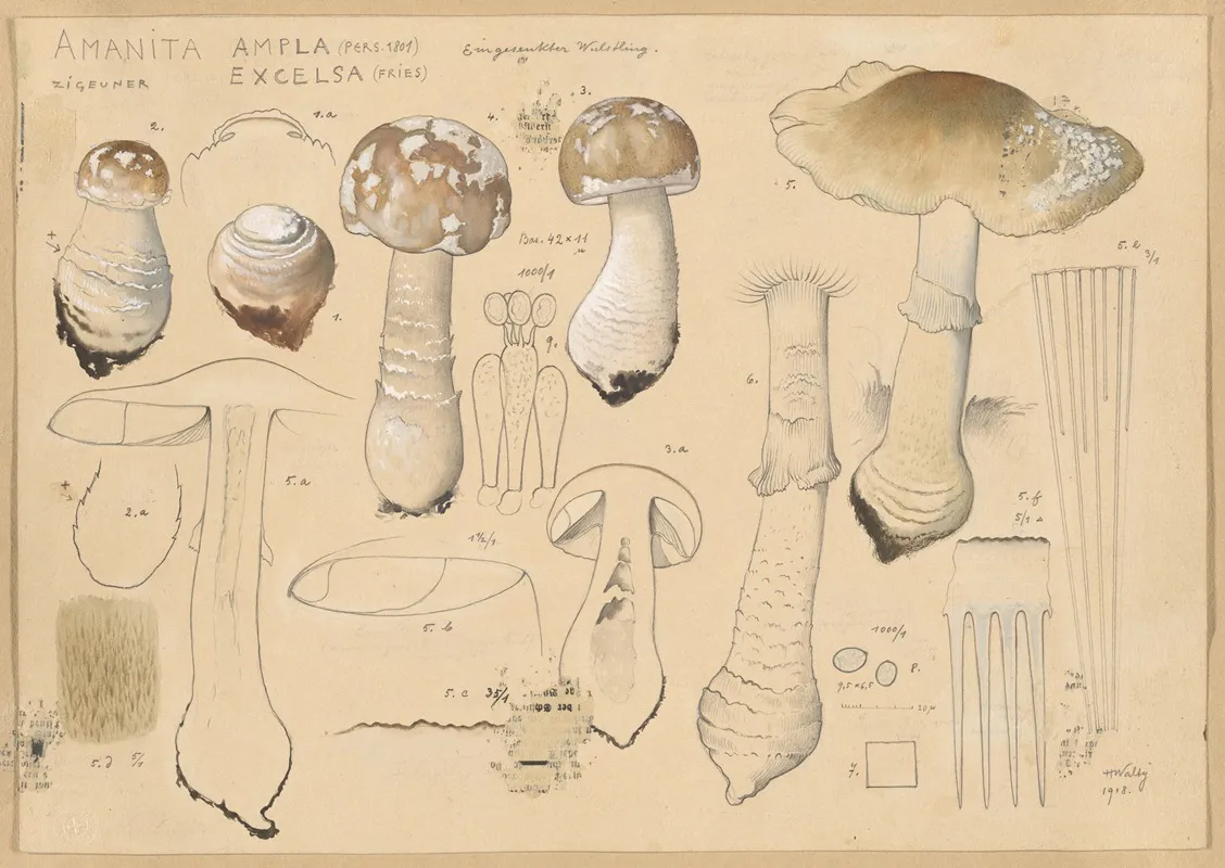 Amanita Ampla Pers 1801 Excelsa Fries Wall Art by Hans Walty - High-Resolution Digital Print