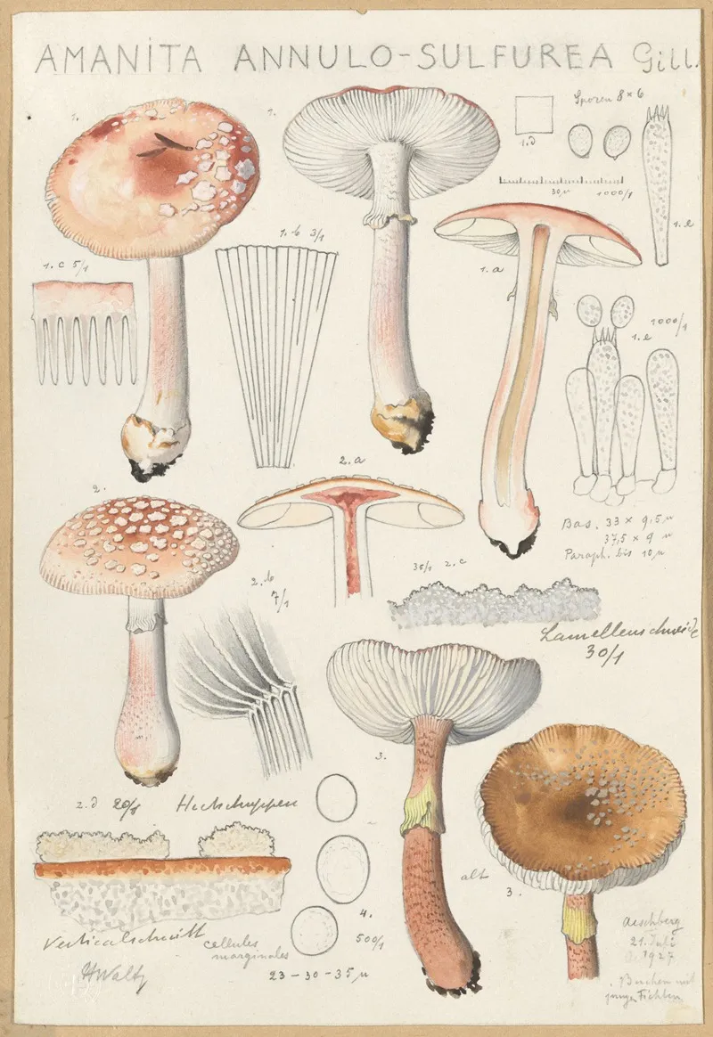 Amanita Annulo Sulfurea Wall Art by Hans Walty - High-Resolution Digital Print