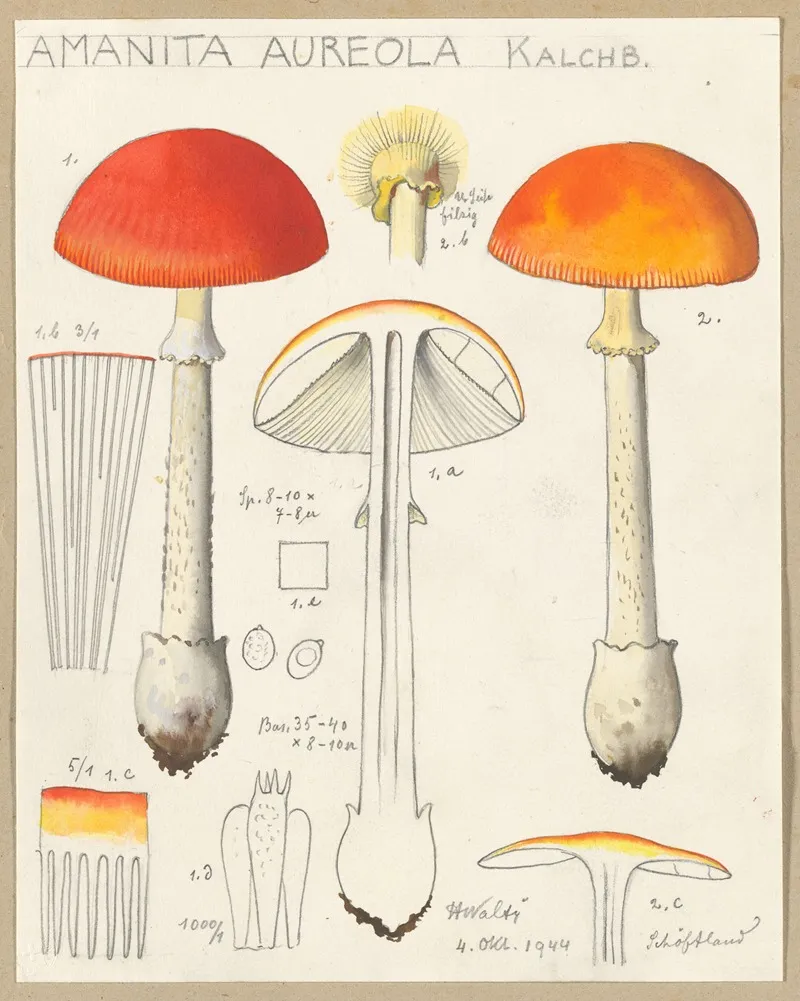 Amanita Aureola Kalchb Wall Art by Hans Walty - High-Resolution Digital Print