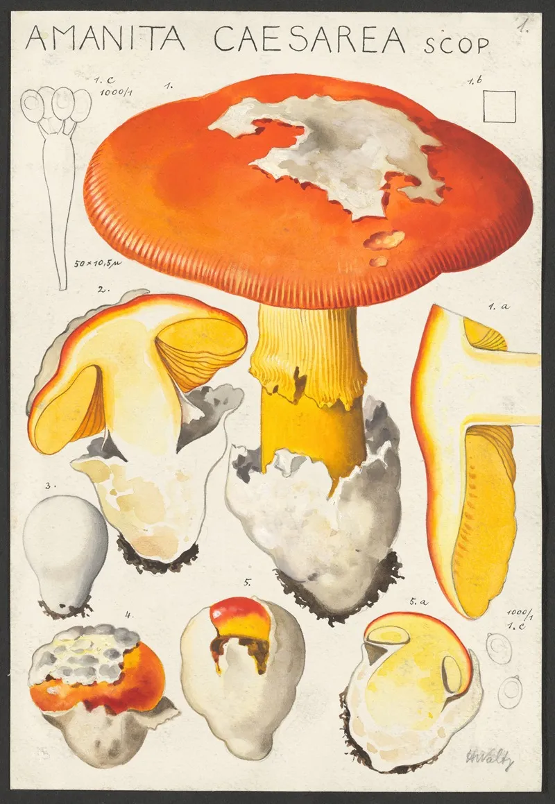 Amanita Caesarea Scop 2 Wall Art by Hans Walty - High-Resolution Digital Print