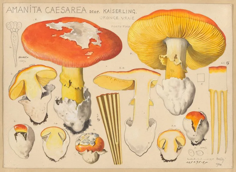 Amanita Caesarea Scop Wall Art by Hans Walty - High-Resolution Digital Print