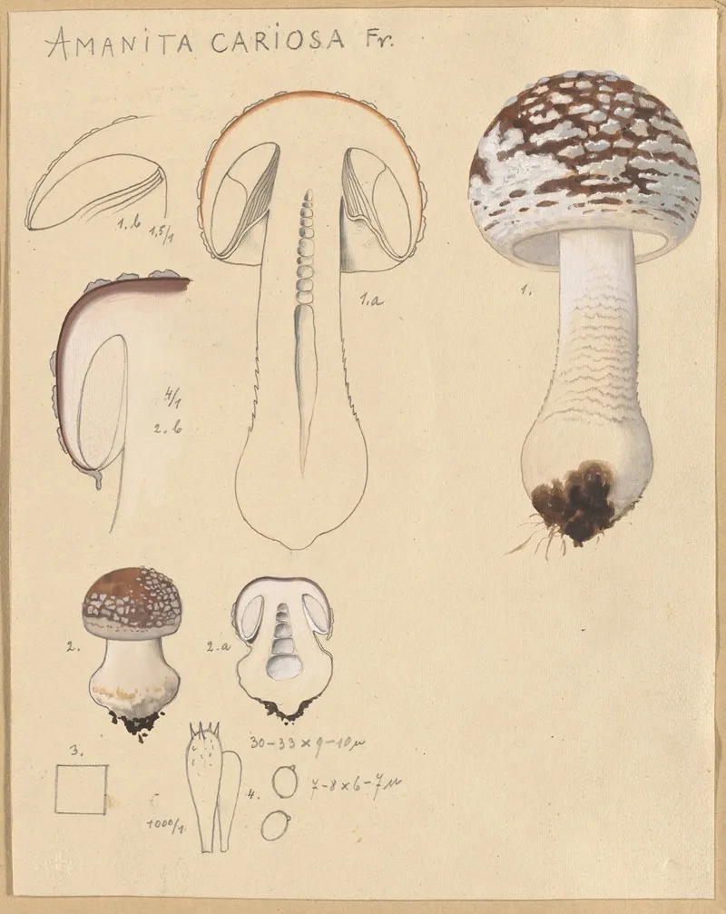 Amanita Cariosa Wall Art by Hans Walty - High-Resolution Digital Print