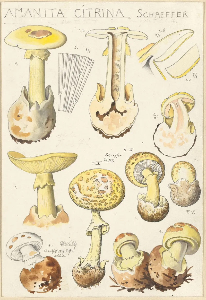 Amanita Citrina Wall Art by Hans Walty - High-Resolution Digital Print