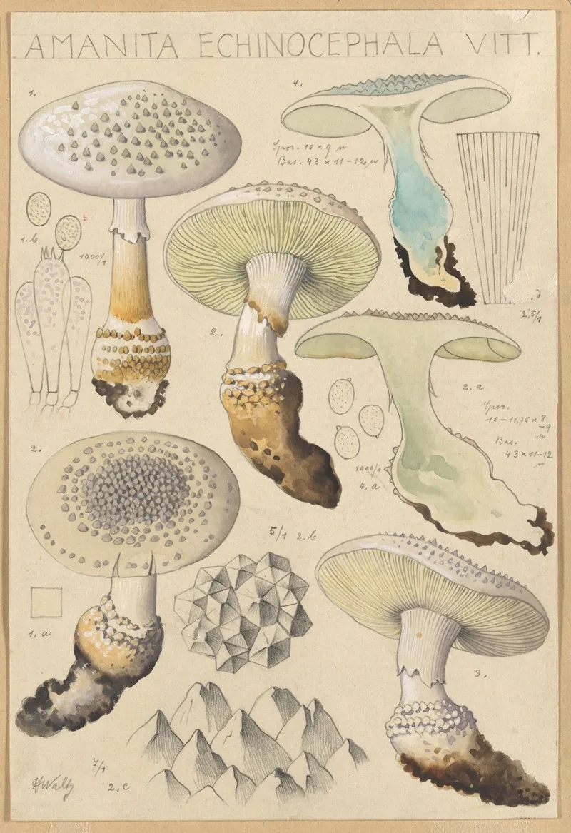Amanita Enchinocephala Wall Art by Hans Walty - High-Resolution Digital Print