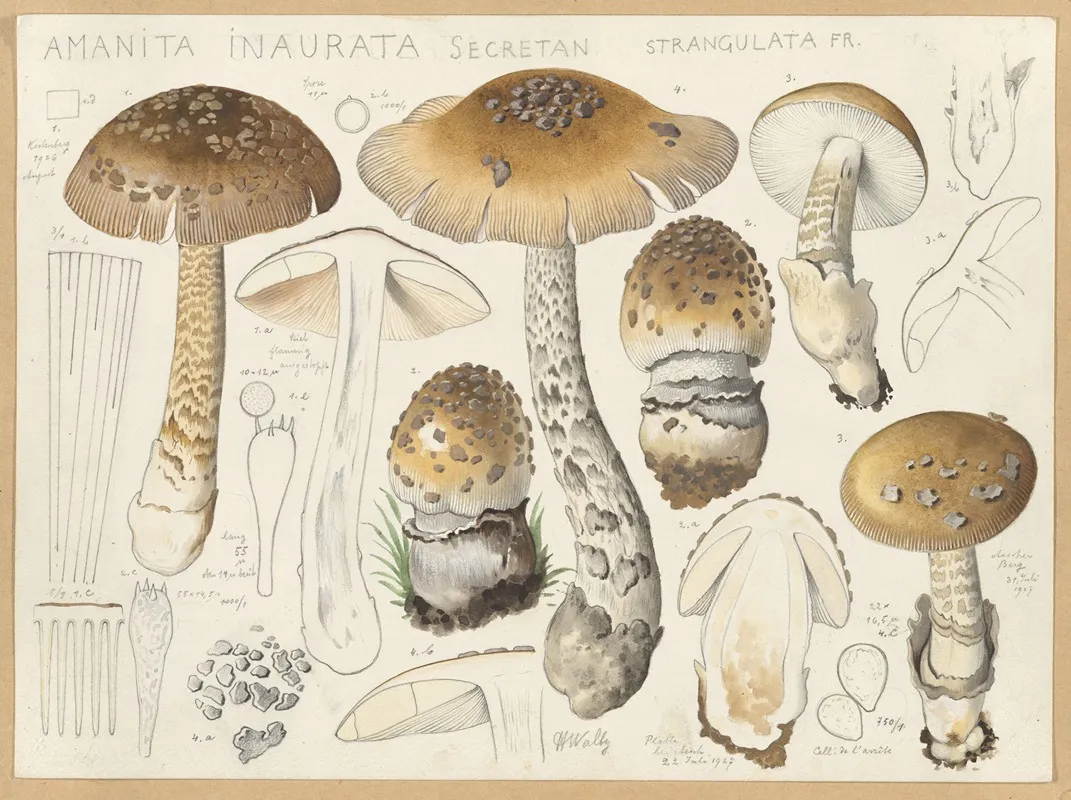 Amanita Inaurata Secretan Strangulata Fr Wall Art by Hans Walty - High-Resolution Digital Print