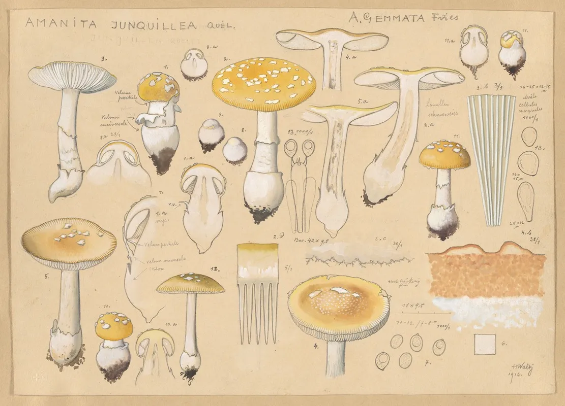 Amanita Junquillea Quel Wall Art by Hans Walty - High-Resolution Digital Print