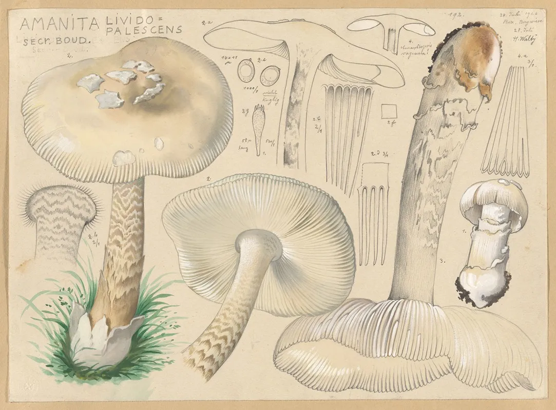 Amanita Lividopalescens Secr Boud Wall Art by Hans Walty - High-Resolution Digital Print