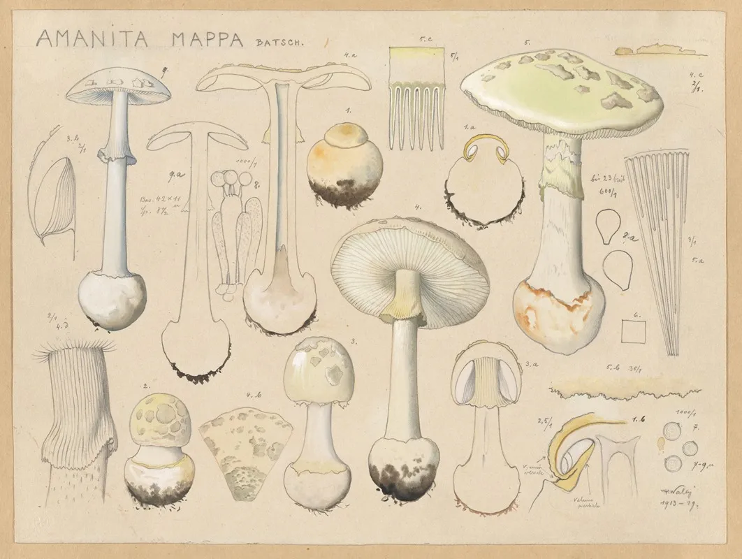 Amanita Mappa Batsch Wall Art by Hans Walty - High-Resolution Digital Print