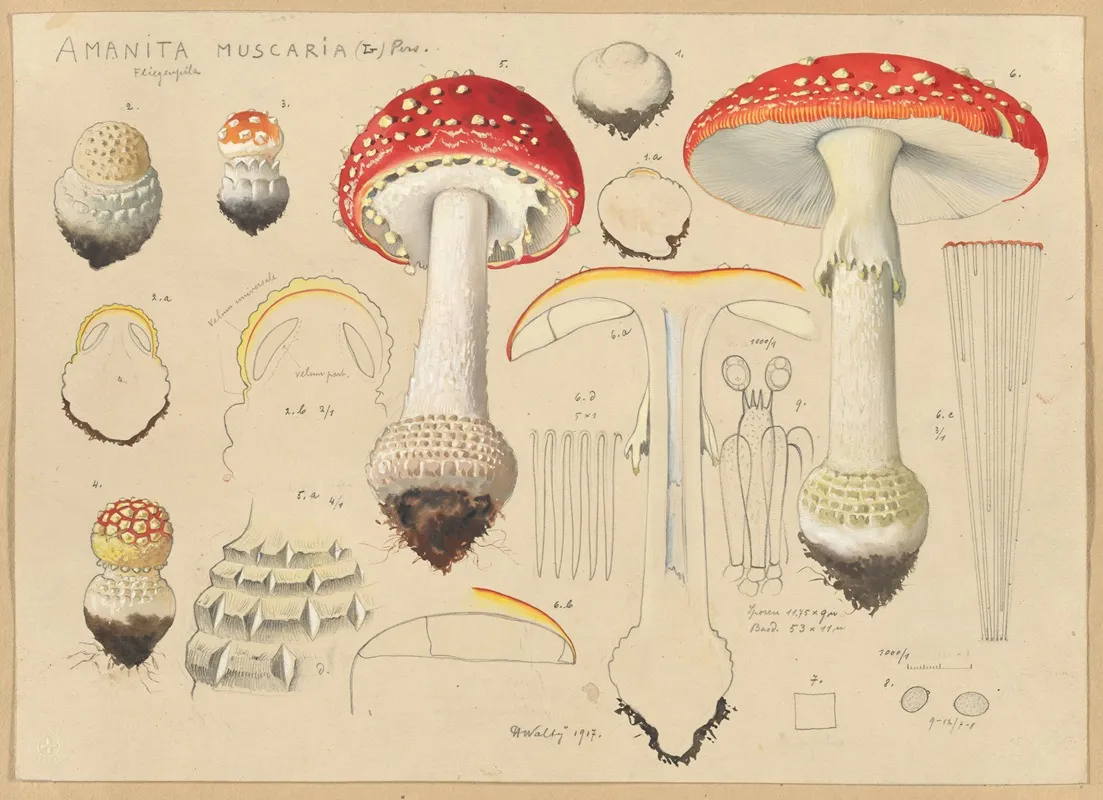 Amanita Muscaria L Pers Wall Art by Hans Walty - High-Resolution Digital Print