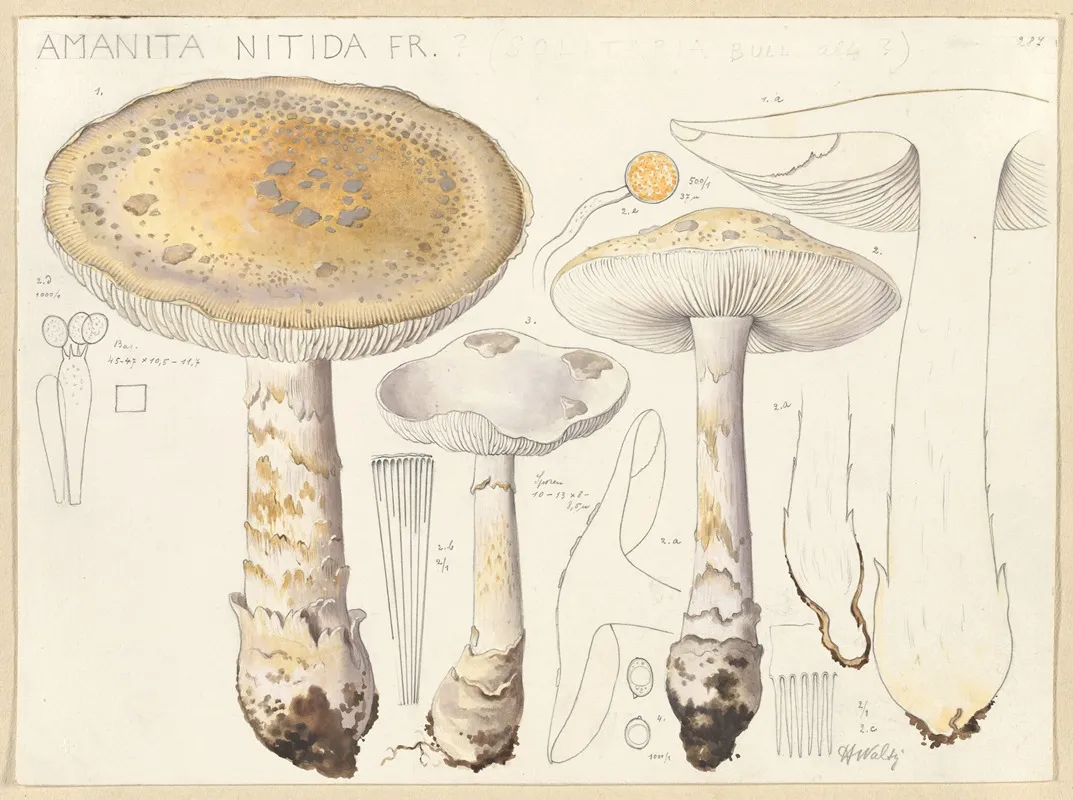 Amanita Nitida Fr Wall Art by Hans Walty - High-Resolution Digital Print