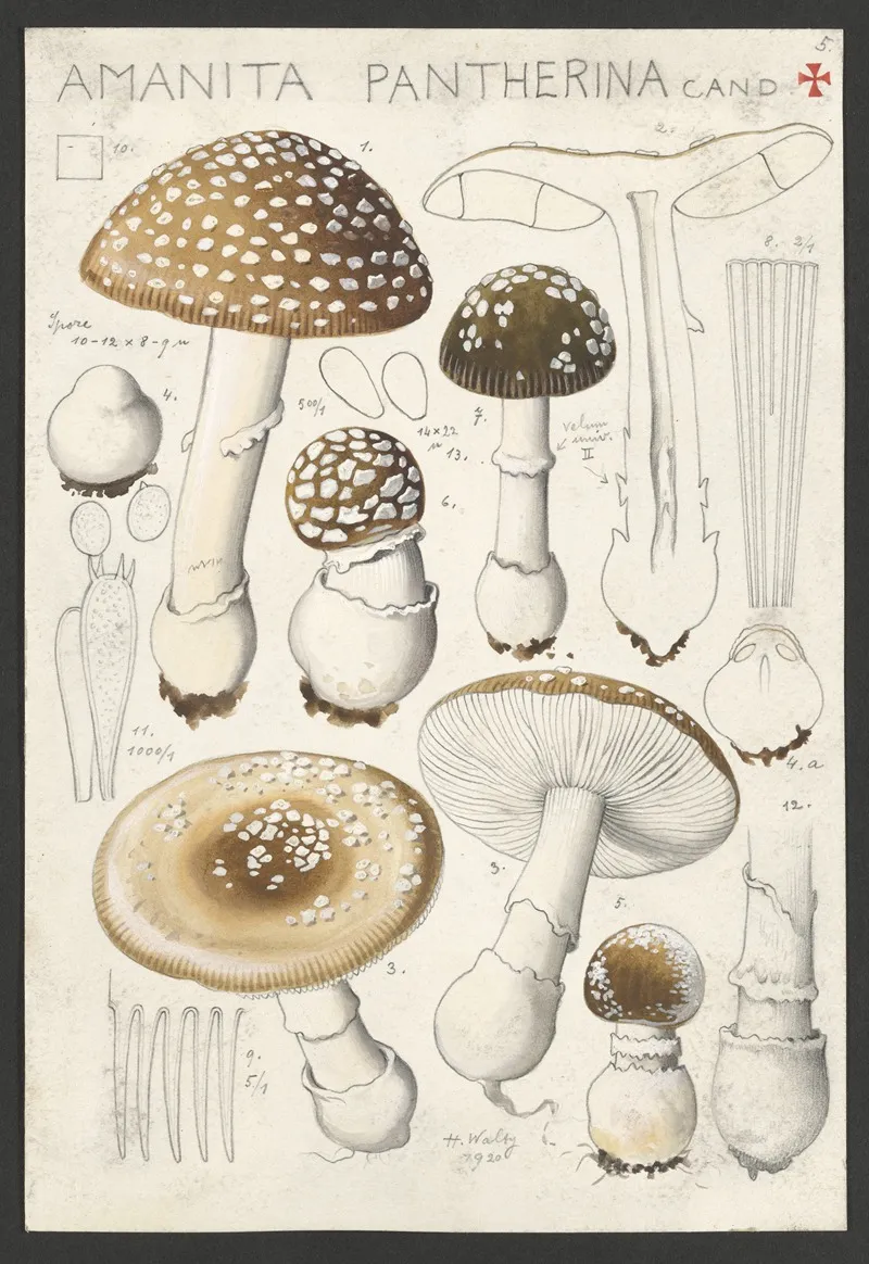 Amanita Pantherina Cand 2 Wall Art by Hans Walty - High-Resolution Digital Print