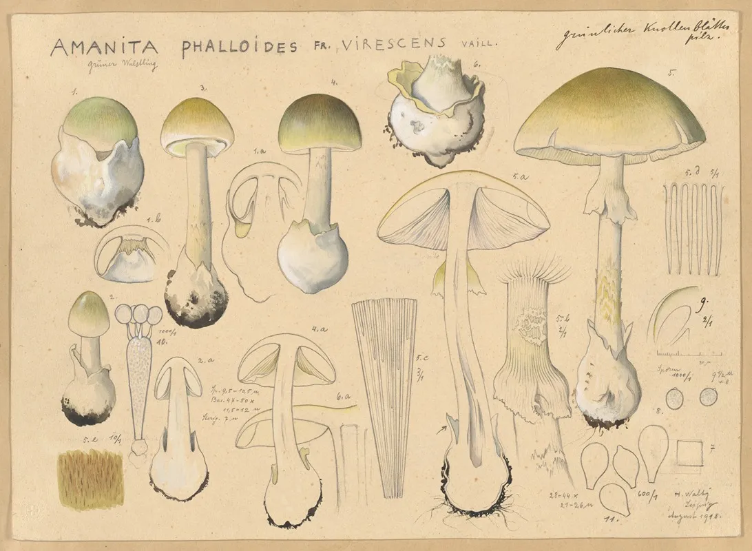 Amanita Phalloides Fr Virescens Vaill Wall Art by Hans Walty - High-Resolution Digital Print