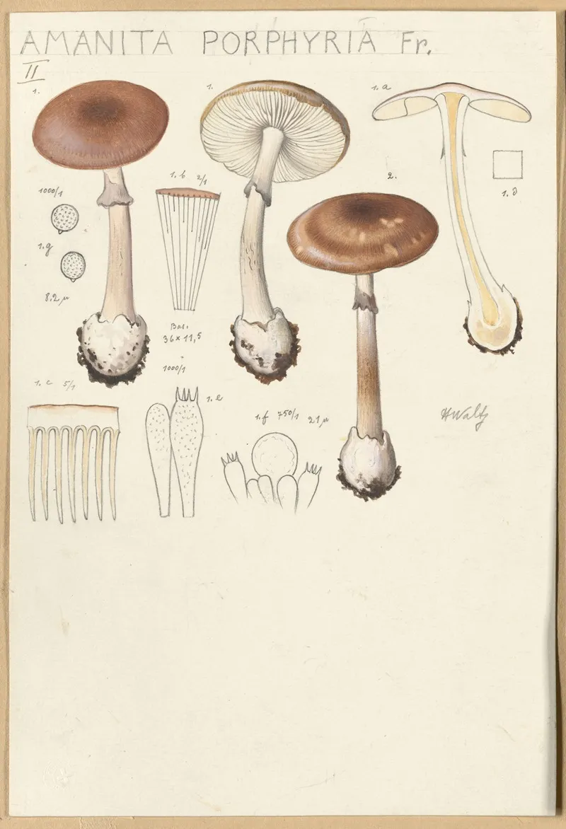 Amanita Porphyria Fr 2 Wall Art by Hans Walty - High-Resolution Digital Print