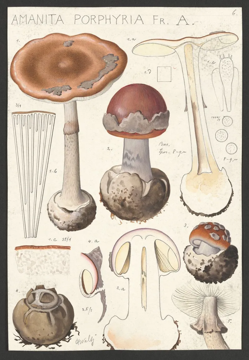 Amanita Porphyria Fr A Wall Art by Hans Walty - High-Resolution Digital Print